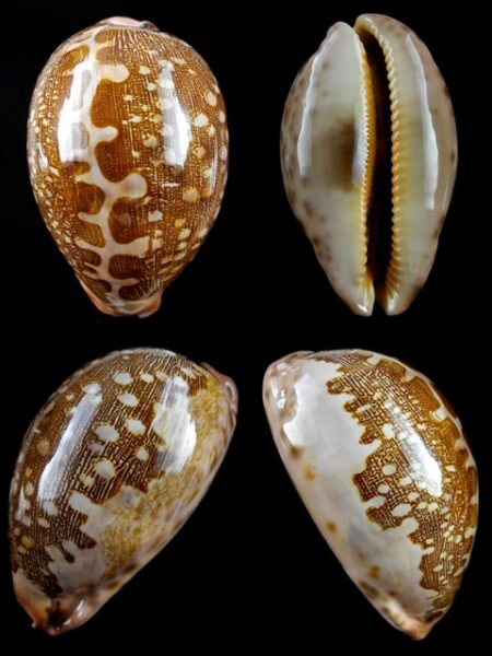 Leporicypraea mappa viridis f. montrouzieri 76,9 mm F+++-0