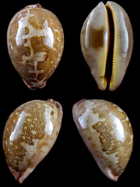 Leporicypraea mappa viridis f. montrouzieri 80,2 mm Gem ( - )-0