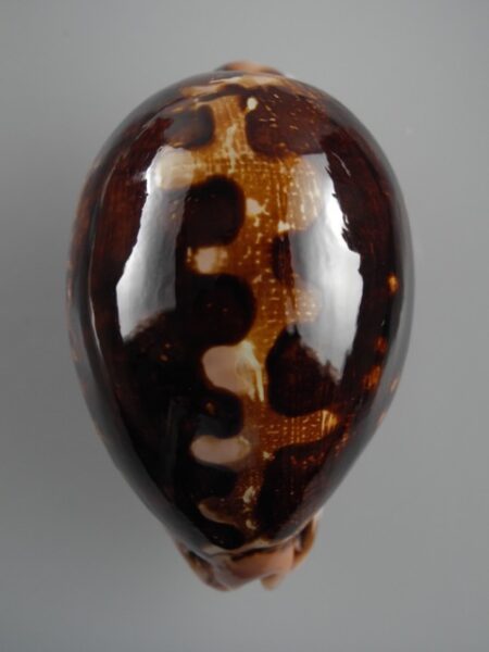 Cypraea mappa montrouzieri niger rostree F+++/Gem 82,3 mm-0