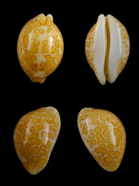 Cypraea mariae 16,1 mm Gem-0