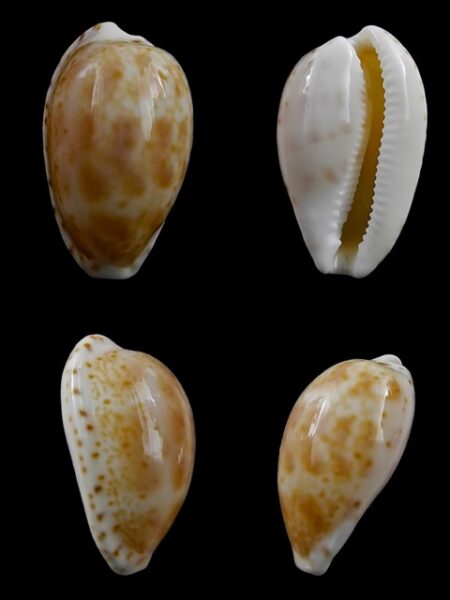 Cypraea piperita bicolor 21 mm Gem-0