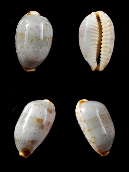 Cypraea stolida crossei. " un blotch " 22,7 mm Gem-0