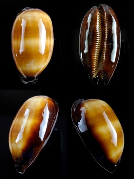 Cypraea talpa lutani Gem 59,4 mm-0