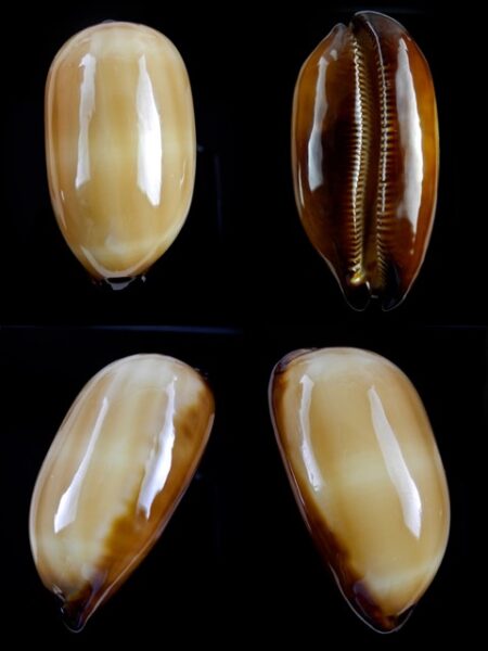 Talparia talpa lutani Gem 62,3 mm-0