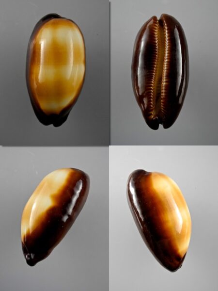 Cypraea talpa lutani Gem 52,2 mm-0