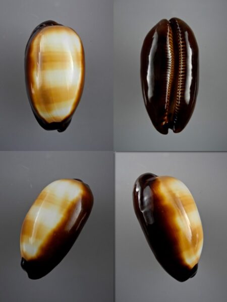 Cypraea talpa lutani Gem 56,8 mm-0