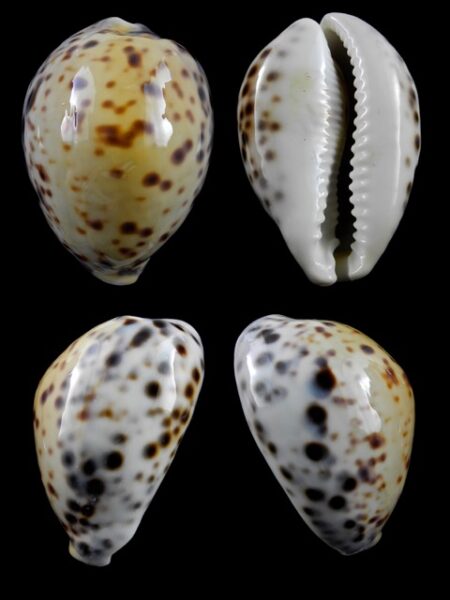 Cypraea tigris " yellow " 83,5 mm Gem-0