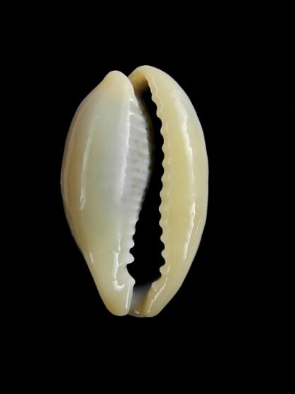 Cypraea errones coxi Gem 29,4 mm-7654