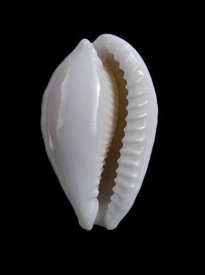 Cypraea cribraria gravida 34,2 mm Gem-7756