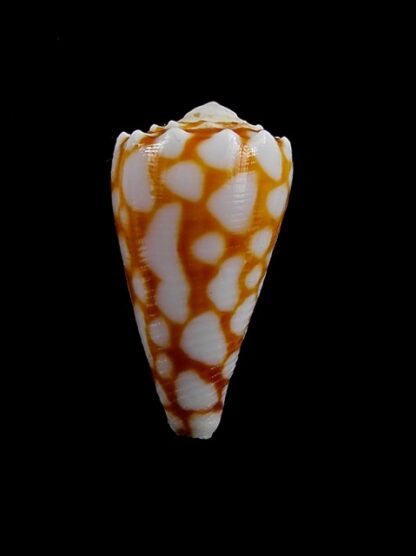 Conus marmoreus f. orange Gem- 29,5 mm-7860