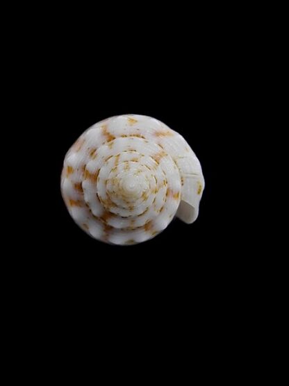 Conus santinii Gem 25,6 mm-7791
