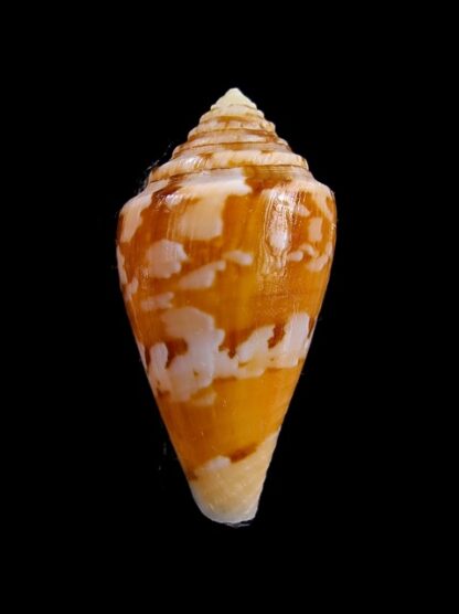 Conus klemae Gem 29,4 mm-7869