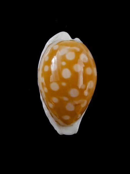 Cypraea fallax antonellae 29,8 mm F+++/Gem-0