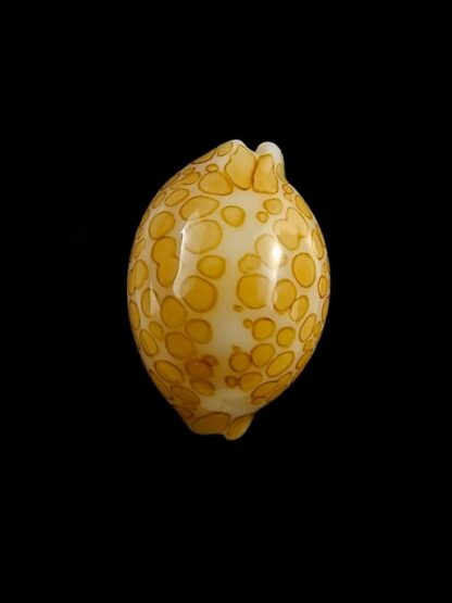 Cypraea mariae 16,1 mm Gem-7905