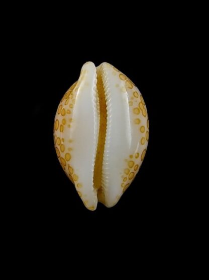 Cypraea mariae 16,1 mm Gem-7904