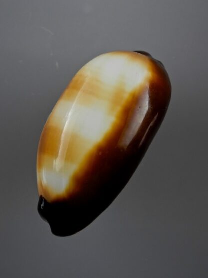 Cypraea talpa lutani Gem 56,8 mm-8027