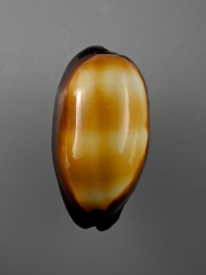 Cypraea talpa lutani Gem 52,2 mm-8017
