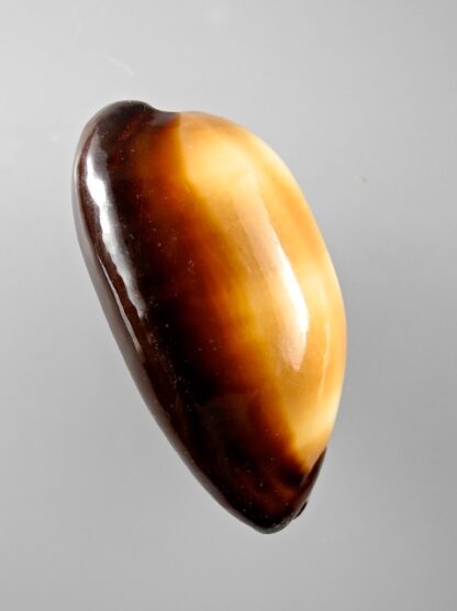 Cypraea talpa lutani Gem 52,2 mm-8020