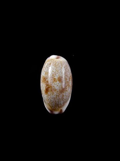 Cypraea fimbriata marquesana 14,2 mm Gem-8006