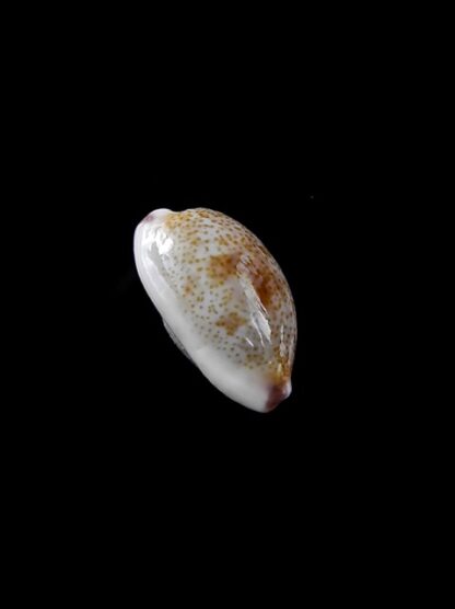 Cypraea fimbriata marquesana 14,2 mm Gem-8010