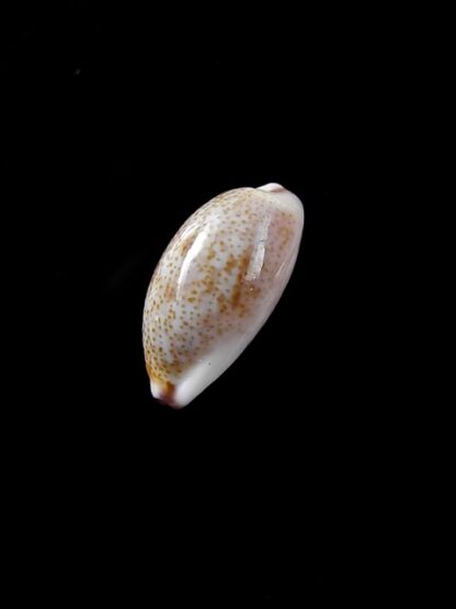 Cypraea fimbriata marquesana 14,2 mm Gem-8009