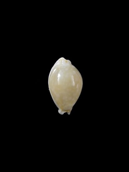 Cypraea dillwynii 11,7 mm Gem-8002