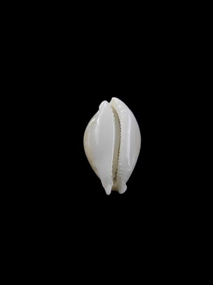 Cypraea dillwynii 11,7 mm Gem-8004