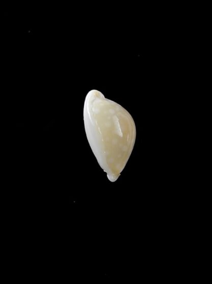 Cypraea dillwynii 11,7 mm Gem-8001
