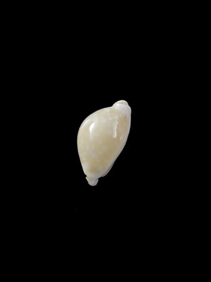 Cypraea dillwynii 11,7 mm Gem-8005