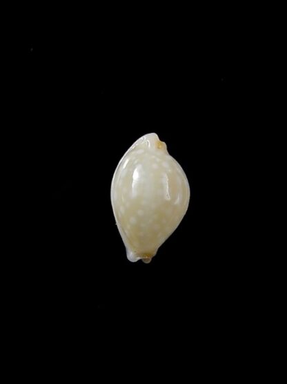 Cypraea dillwynii 11,2 mm Gem-7992