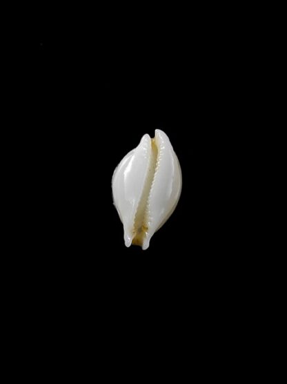 Cypraea dillwynii 11,2 mm Gem-7994