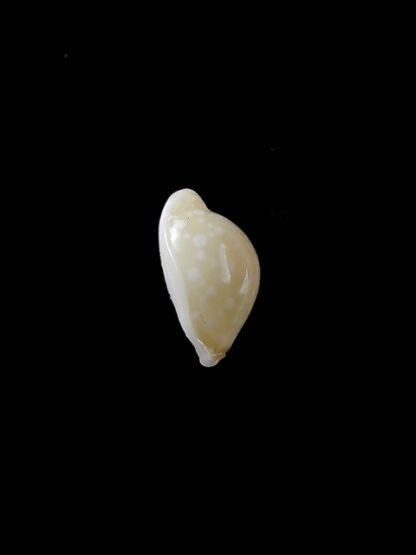 Cypraea dillwynii 11,2 mm Gem-7995
