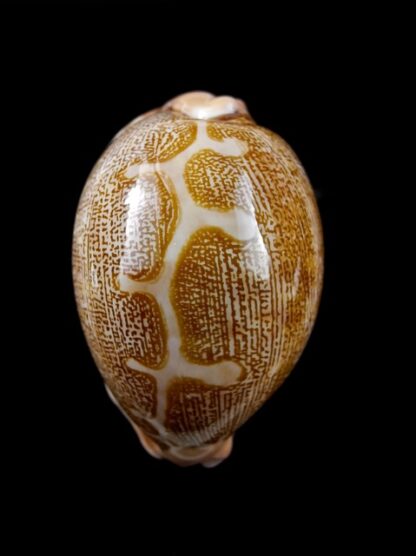 Cypraea mappa geographica rewa 53,3 mm Gem-8125