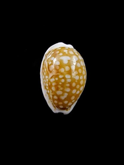 Cypraea catholicorum 17,2 mm Gem-8086