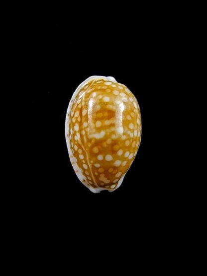 Cypraea catholicorum 17 mm Gem-8075