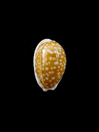 Cypraea catholicorum 16,4 mm Gem-8066