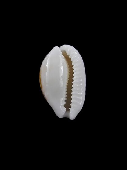 Cypraea catholicorum 16,4 mm Gem-8062