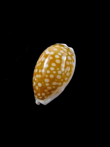 Cypraea catholicorum 16,4 mm Gem-8064