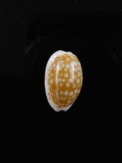 Cypraea catholicorum 14,2 mm Gem-8056
