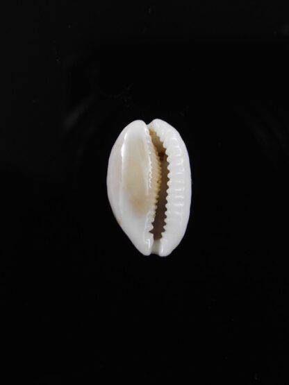 Cypraea catholicorum 14,2 mm Gem-8052