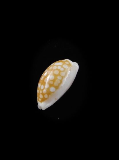 Cypraea catholicorum 14,2 mm Gem-8055