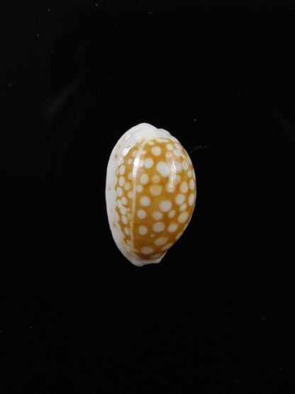 Cypraea catholicorum 12,6 mm Gem-8043