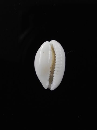 Cypraea catholicorum 12,6 mm Gem-8045