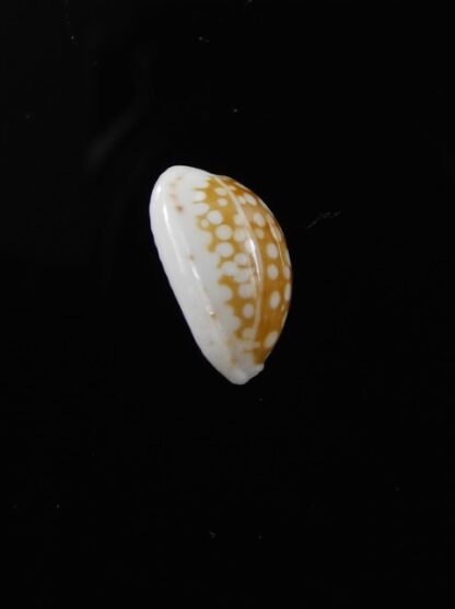 Cypraea catholicorum 12,6 mm Gem-8042