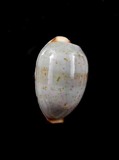 Cypraea stolida crossei. " un blotch " 22,7 mm Gem-8108