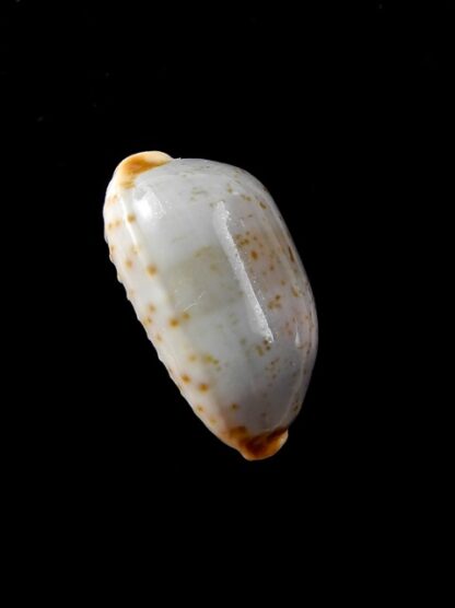 Cypraea stolida crossei. " un blotch " 22,7 mm Gem-8107