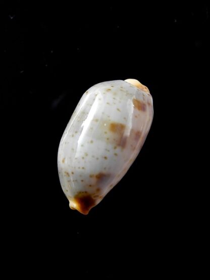 Cypraea stolida crossei. " un blotch " 22,7 mm Gem-8109