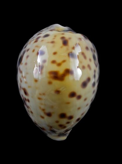 Cypraea tigris " yellow " 83,5 mm Gem-8176