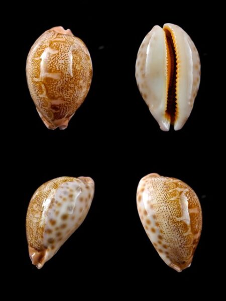 Cypraea mappa geographica rewa 46,8 mm Gem-0