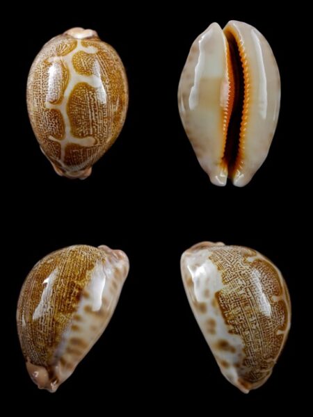 Cypraea mappa geographica rewa 53,3 mm Gem-0